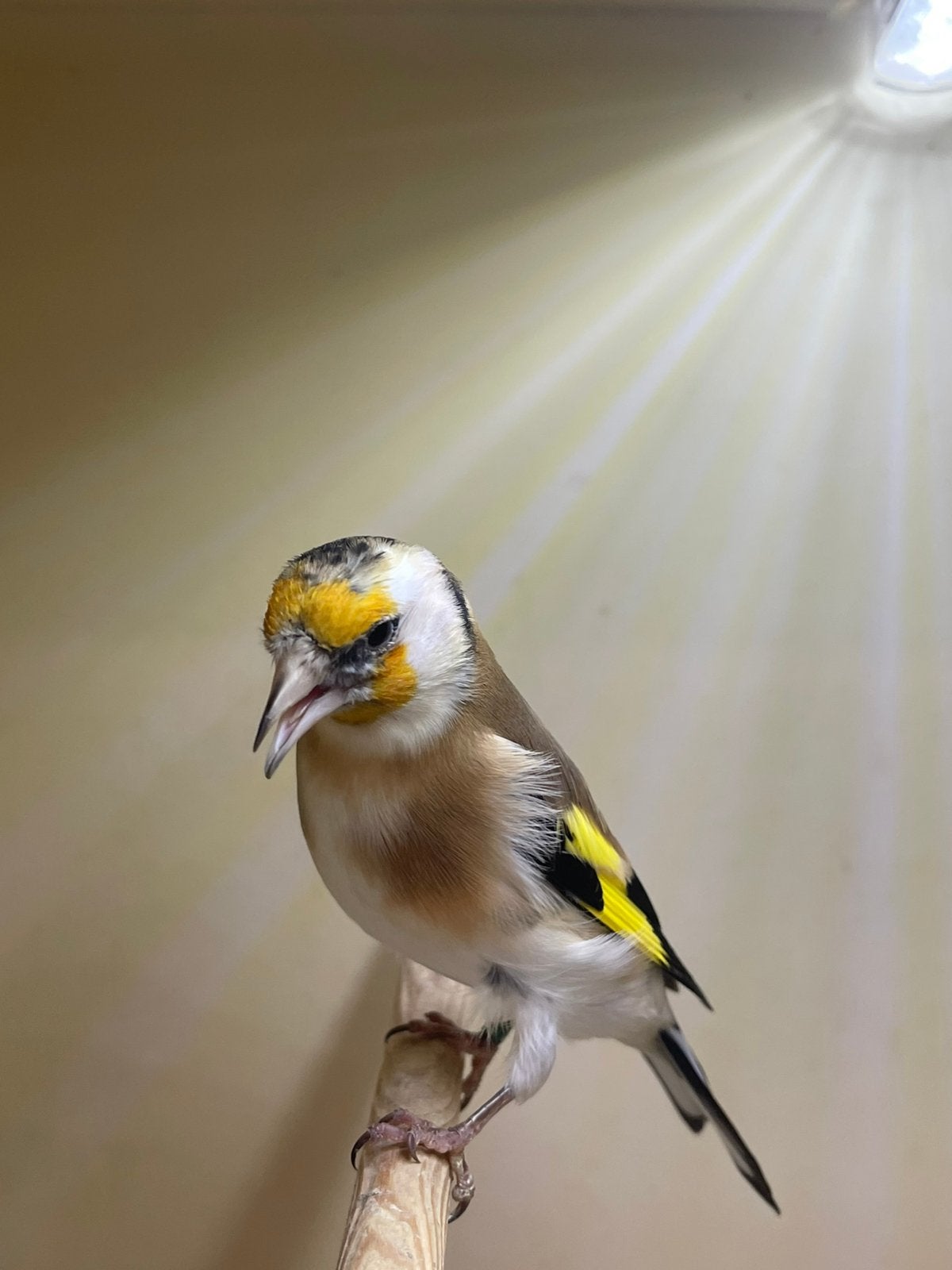 te koop mooie Majoor Putters  pop 26, Dieren en Toebehoren, Vrouwelijk, Wildzangvogel, Geringd
