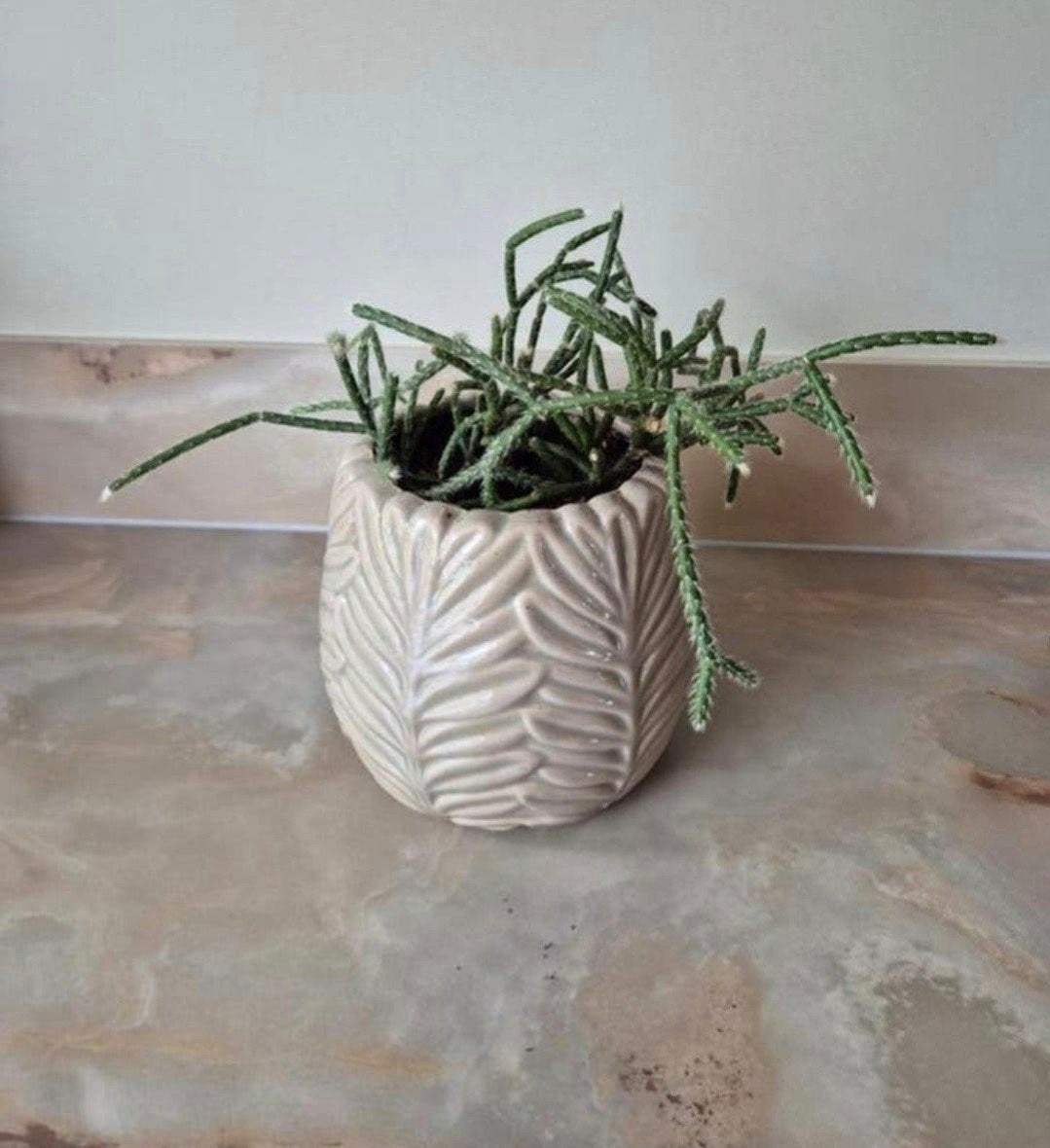 pot in plant, Huis en Inrichting, Ophalen, Halfschaduw, Minder dan 100 cm, In pot