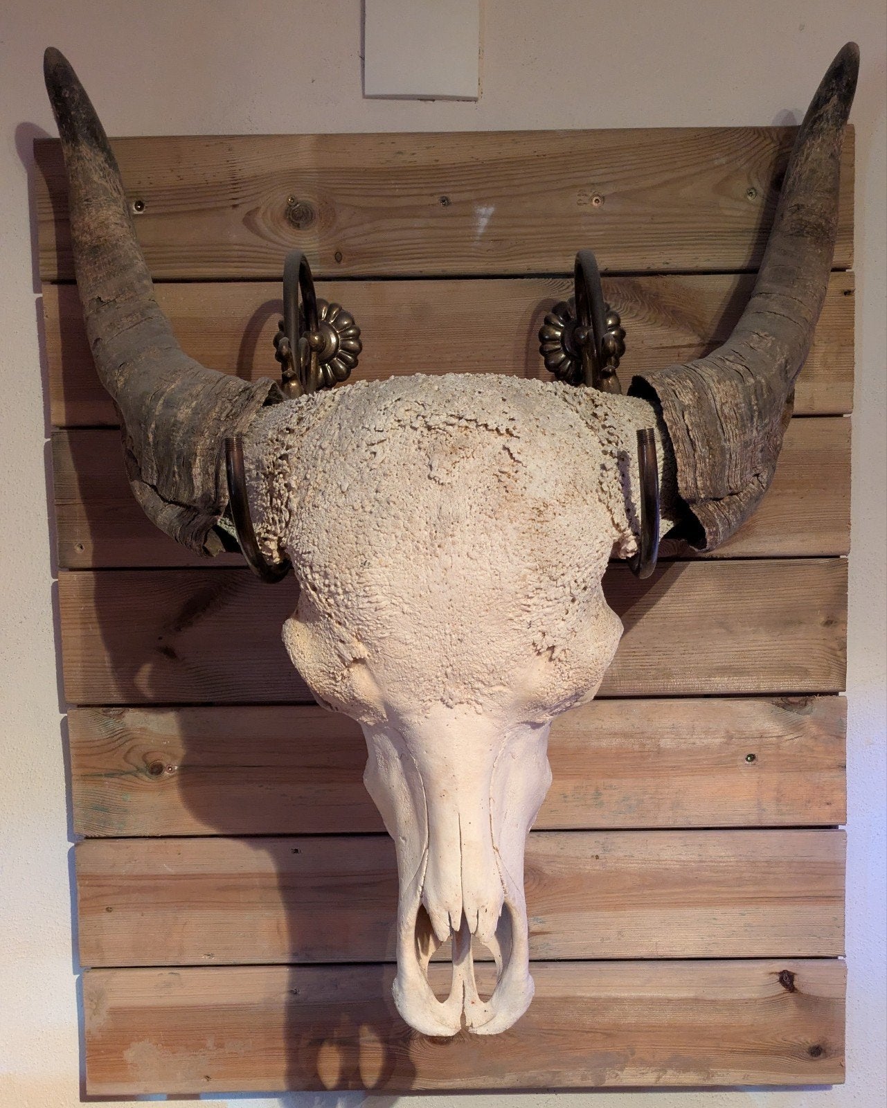 Echte Aziatische Buffel schedel, Ophalen