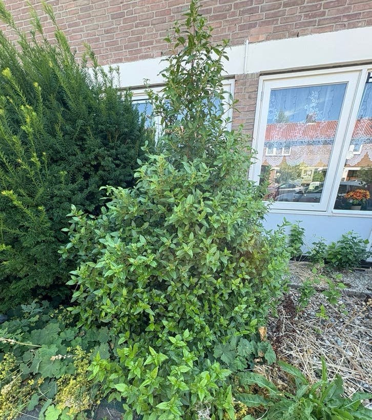 GRATIS!!! Vaste tuinplanten: Hibiscus, sneeuwbal, taxus., Overige soorten, 100 tot 250 cm, Zomer, Ophalen
