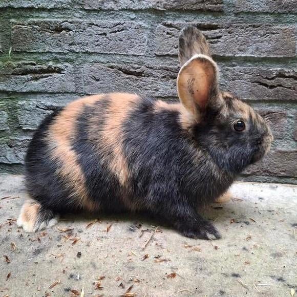 Mooie Japanner voedster, Dieren en Toebehoren, Konijnen, Vrouwelijk, Middelgroot, 0 tot 2 jaar