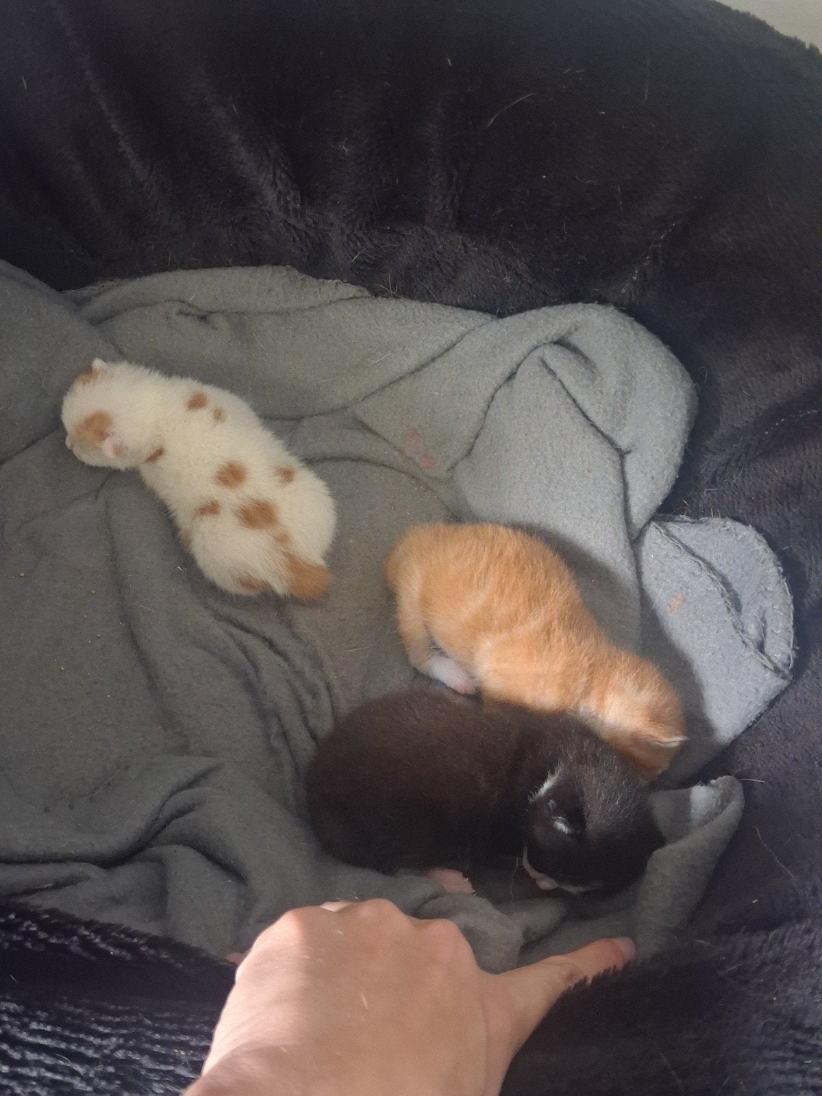 3 kittens te koop, Dieren en Toebehoren