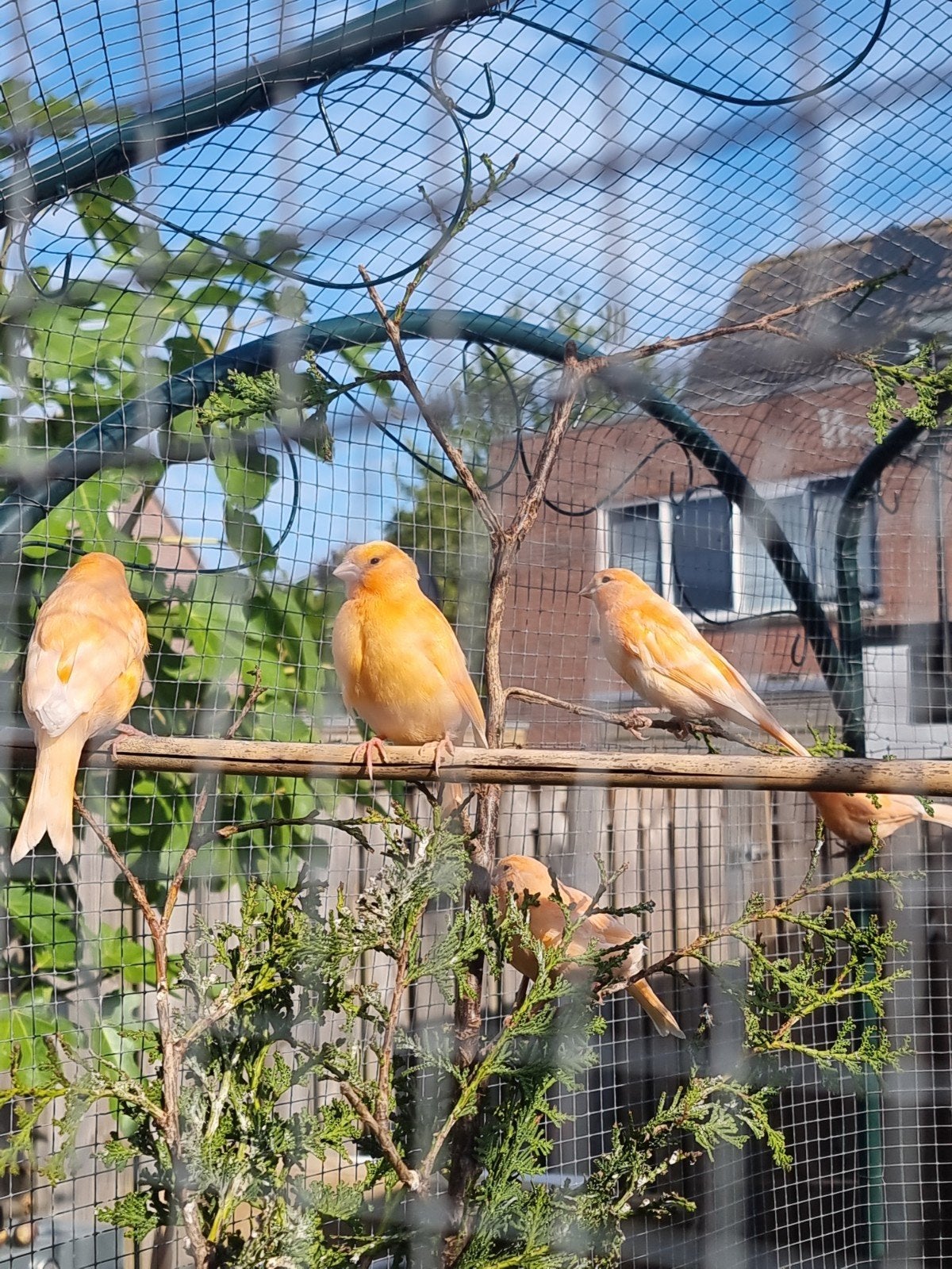 mooie Rood en Oranje kanaries . Nog 8., Meerdere dieren, Kleurkanarie