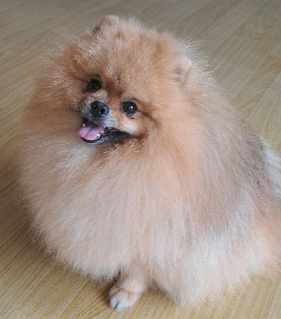 Pomeranian, Fokker | Hobbymatig, 1 tot 2 jaar, Buitenland, Parvo