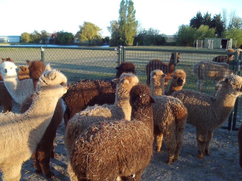 Alpaca veulens, Dieren en Toebehoren, Overige Dieren, Meerdere dieren, Juni