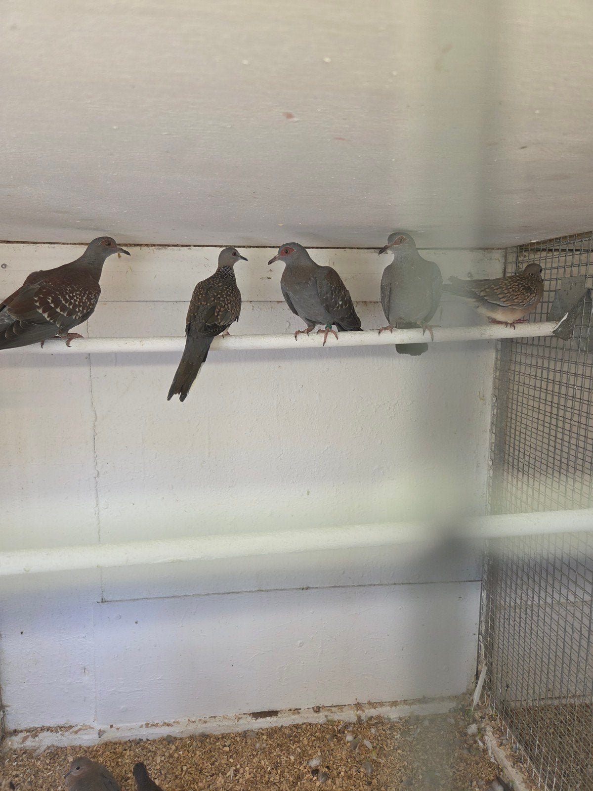 guinea duiven, Dieren en Toebehoren, Meerdere dieren, Overige soorten