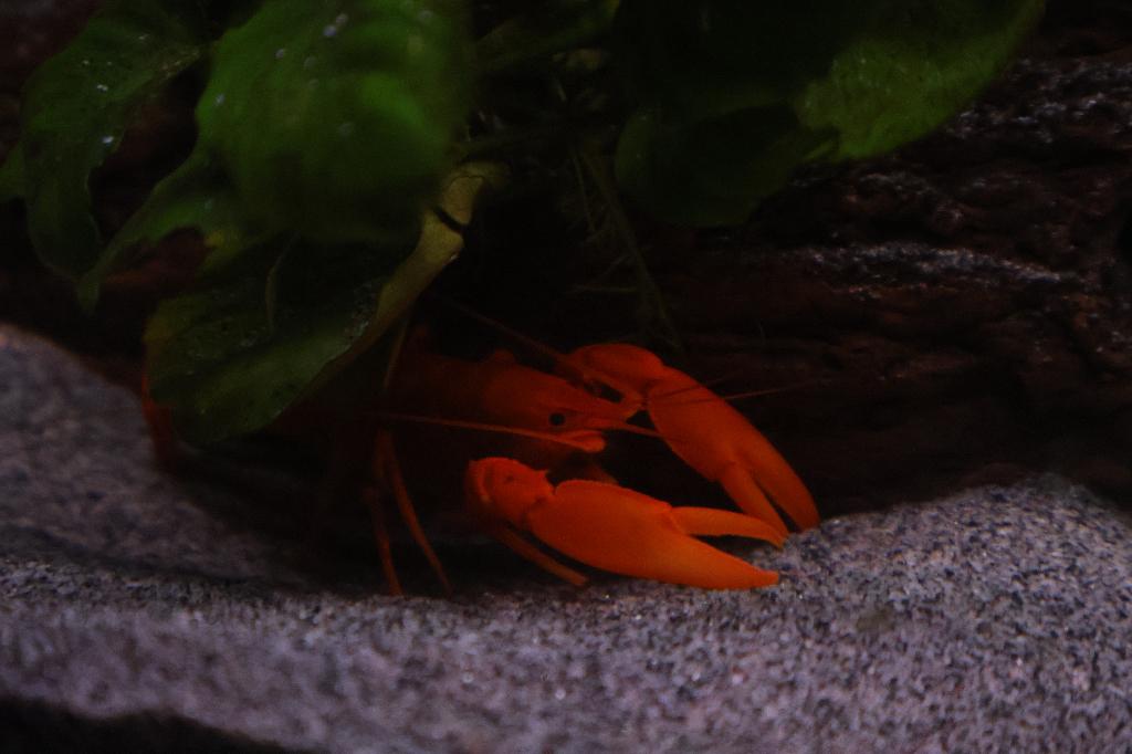 Oranje Cherax sp. Kreeft, Kreeft, Krab of Garnaal, Zoetwatervis
