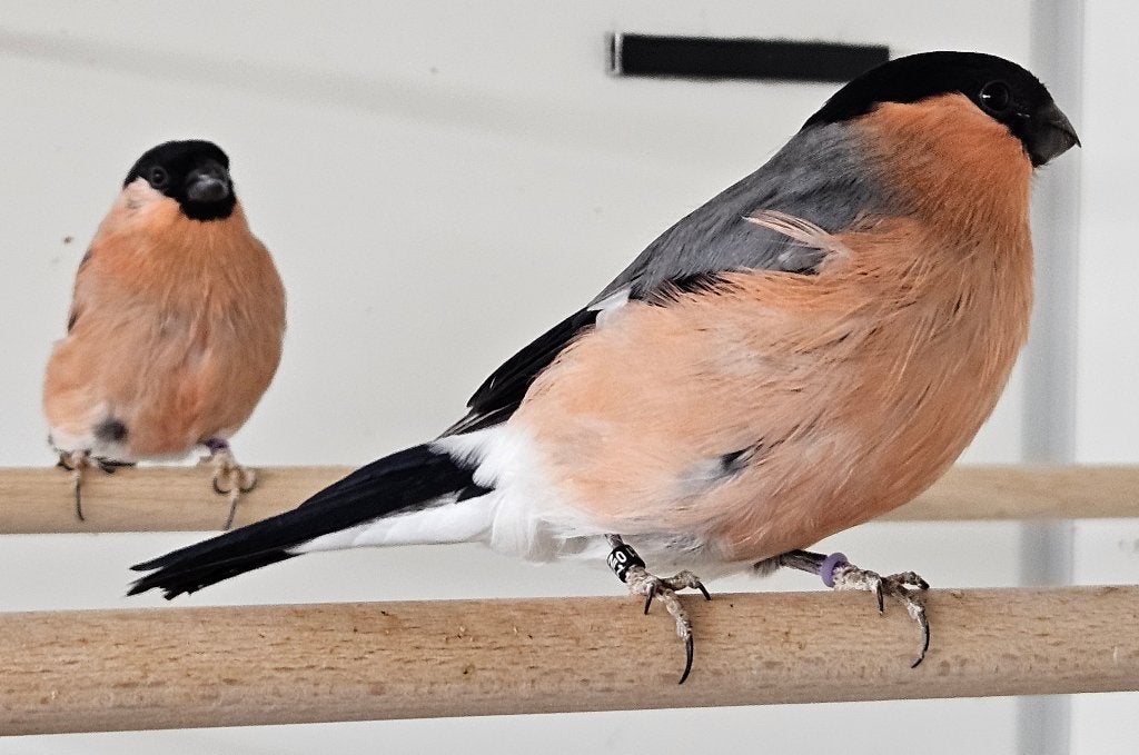 Goudvink Man Wildkleur, Dieren en Toebehoren, Mannelijk, Wildzangvogel, Geringd