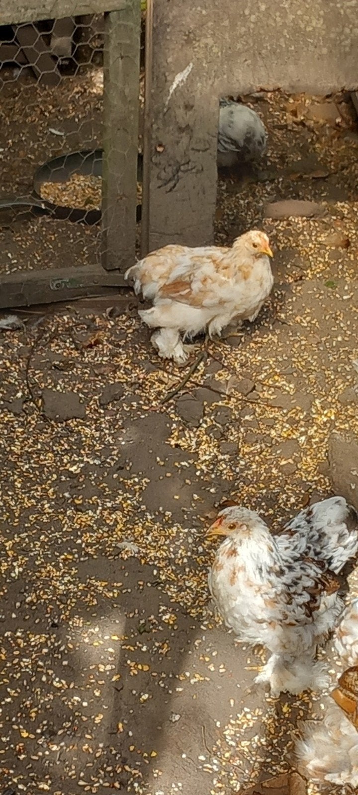 cochin kriel, Mannelijk, Kip