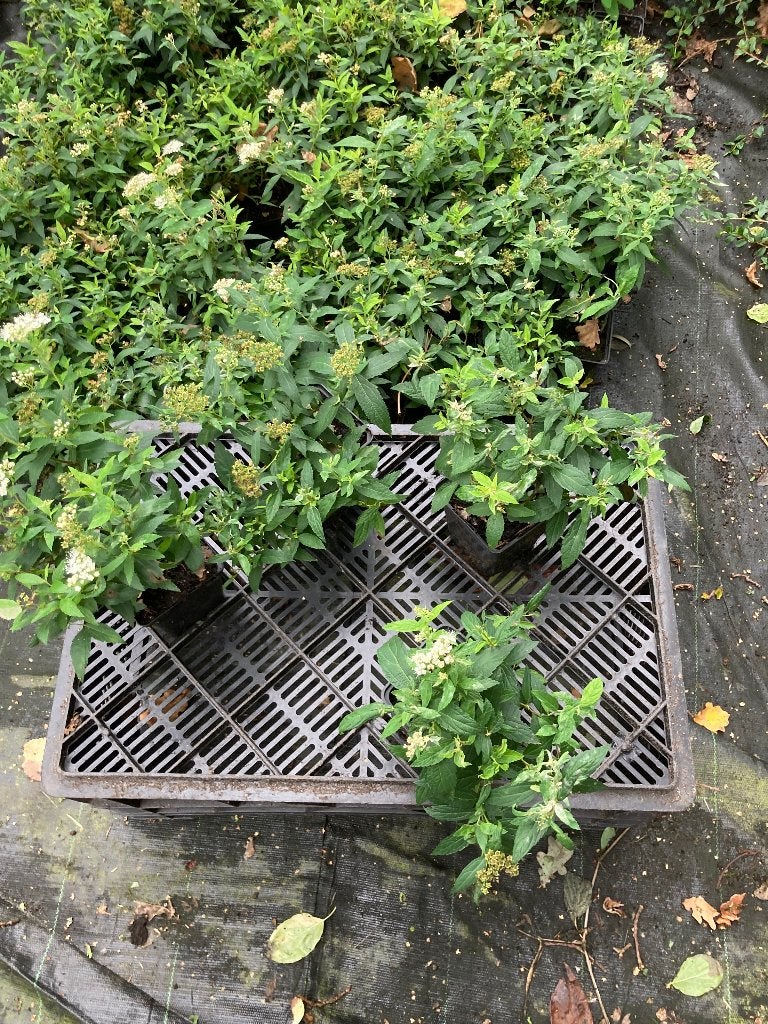 Spiraea japonica Albiflora  p9. € 1,25, Tuin en Terras, Ophalen, Zomer, Overige soorten, Volle zon