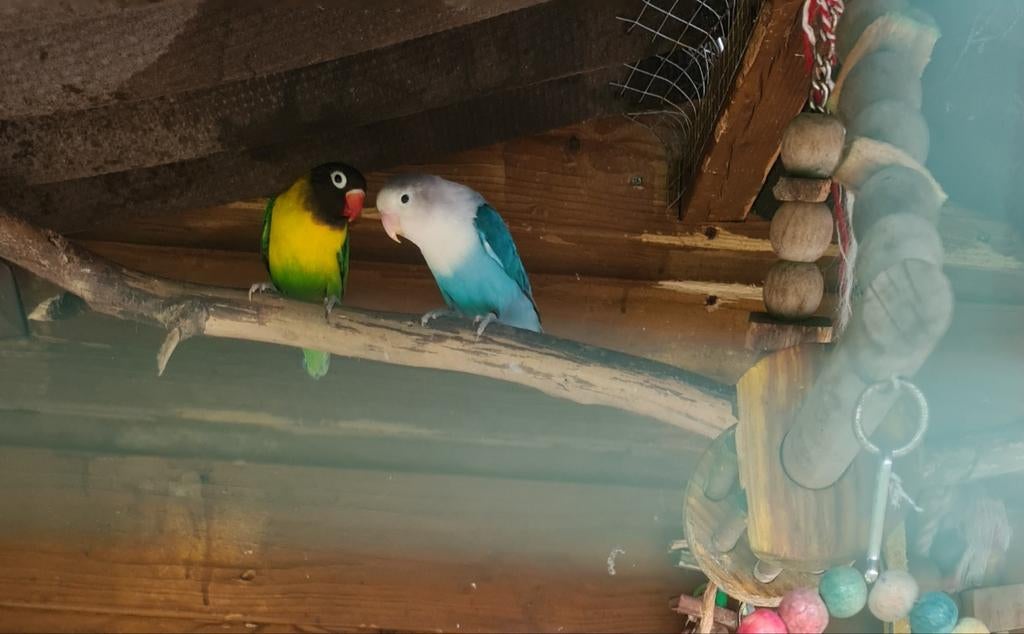 Koppel agapornis, Dieren en Toebehoren, Meerdere dieren, Dwergpapegaai of Agapornis