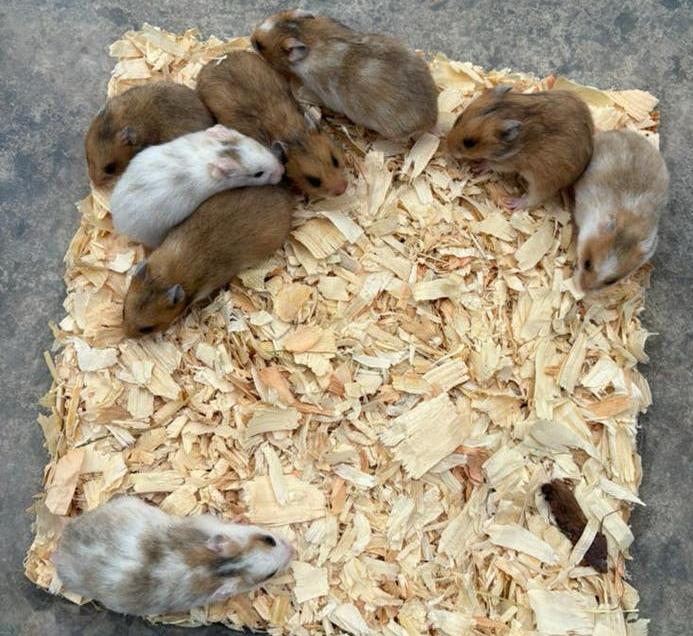 Goudhamsters, Dieren en Toebehoren, Knaagdieren, April, Meerdere dieren, Hamster