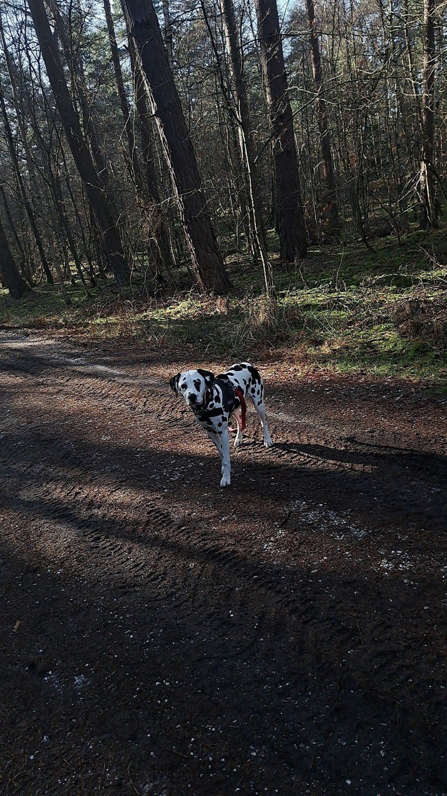 Dalmatiër 1,5 jaar oud zoekt goud mandje, Dieren en Toebehoren, 1 tot 2 jaar, Teef, Eén hond, CDV (hondenziekte)
