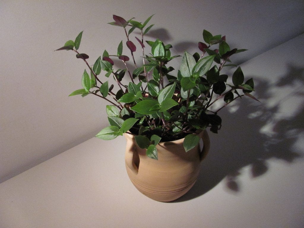 Tradescantia Green Hill plant incl pot, Ophalen, In pot, Halfschaduw, Minder dan 100 cm