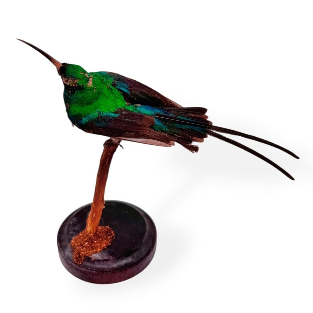 Opgezette antieke Emeraldhoningzuiger, Verzamelen, Ophalen of Verzenden, Nieuw, Vogel, Opgezet dier