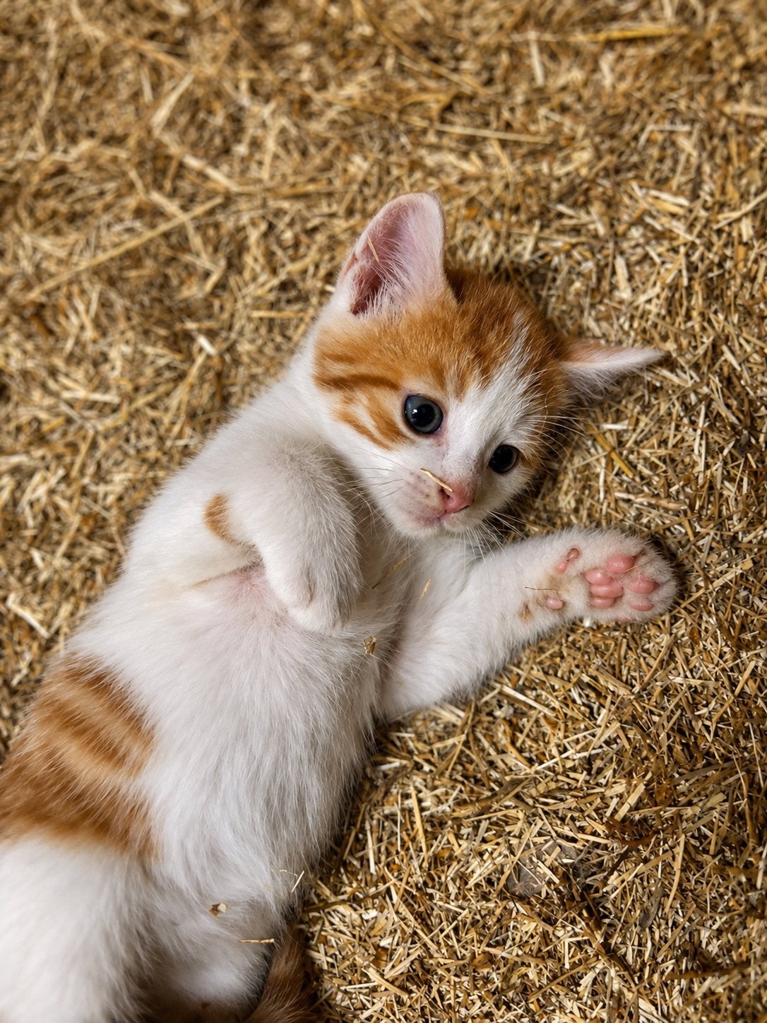 Super lieve boederij kittens te koop, Meerdere dieren, Kortharig, 0 tot 2 jaar