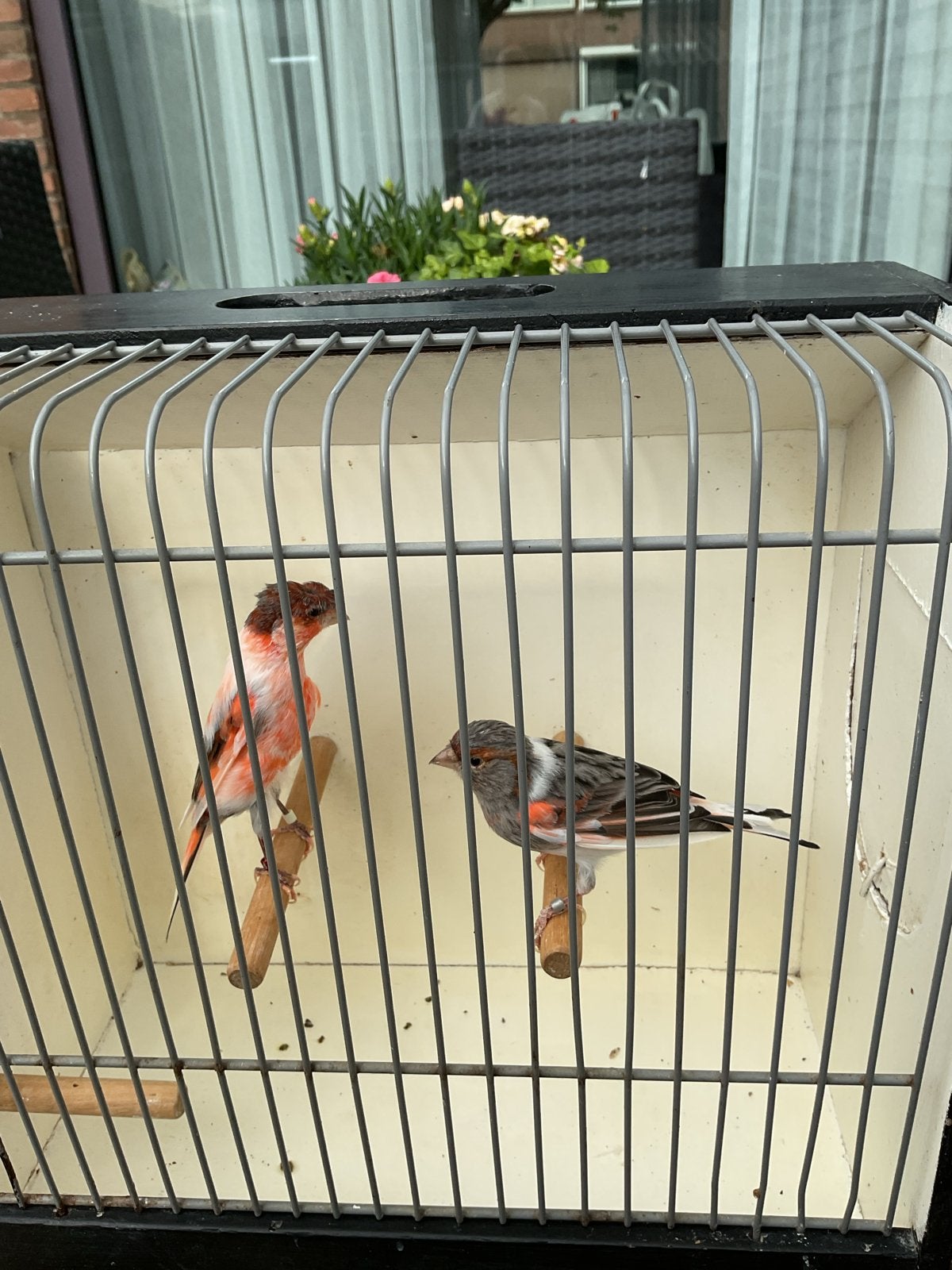 Te koop  kanaries mannen en poppen, Dieren en Toebehoren, Meerdere dieren
