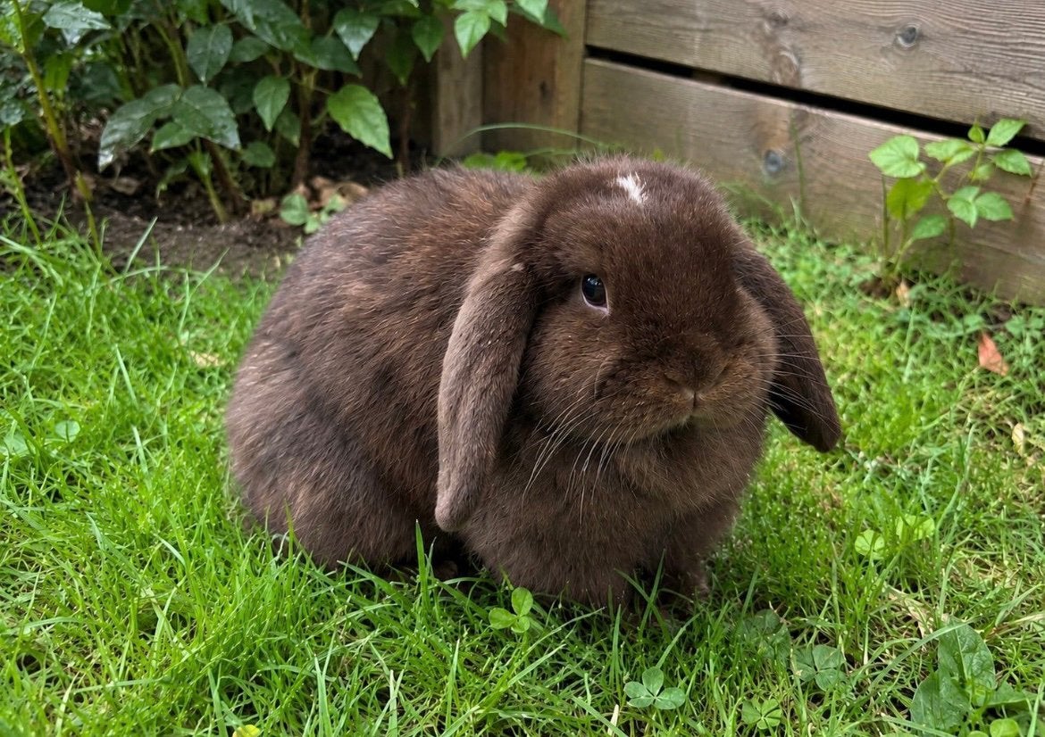 NHD Minilop koppeltje, Meerdere dieren, Dwerg, 0 tot 2 jaar