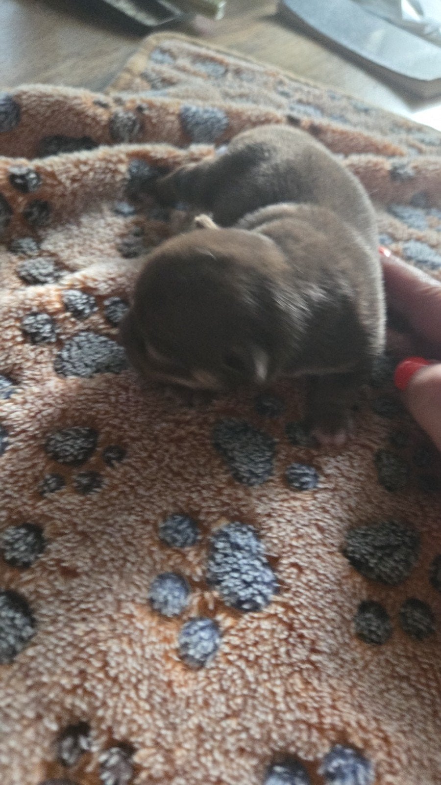 Choco tan chihuahua, Dieren en Toebehoren, Honden | Chihuahua's en Gezelschapshonden, Reu, Eén hond, Chihuahua, Nederland