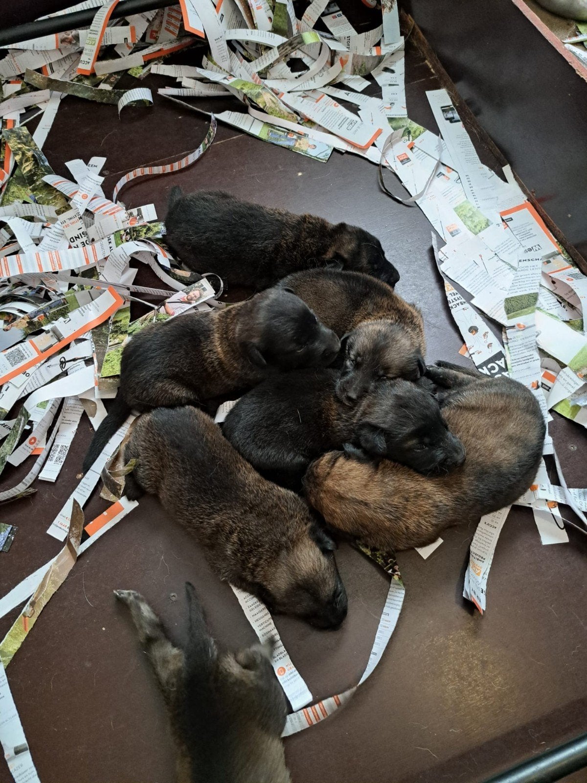 Super mooie mechelse x Hollandse herder pups uit toplijnen, Dieren en Toebehoren, Honden | Herdershonden en Veedrijvers, Parvo