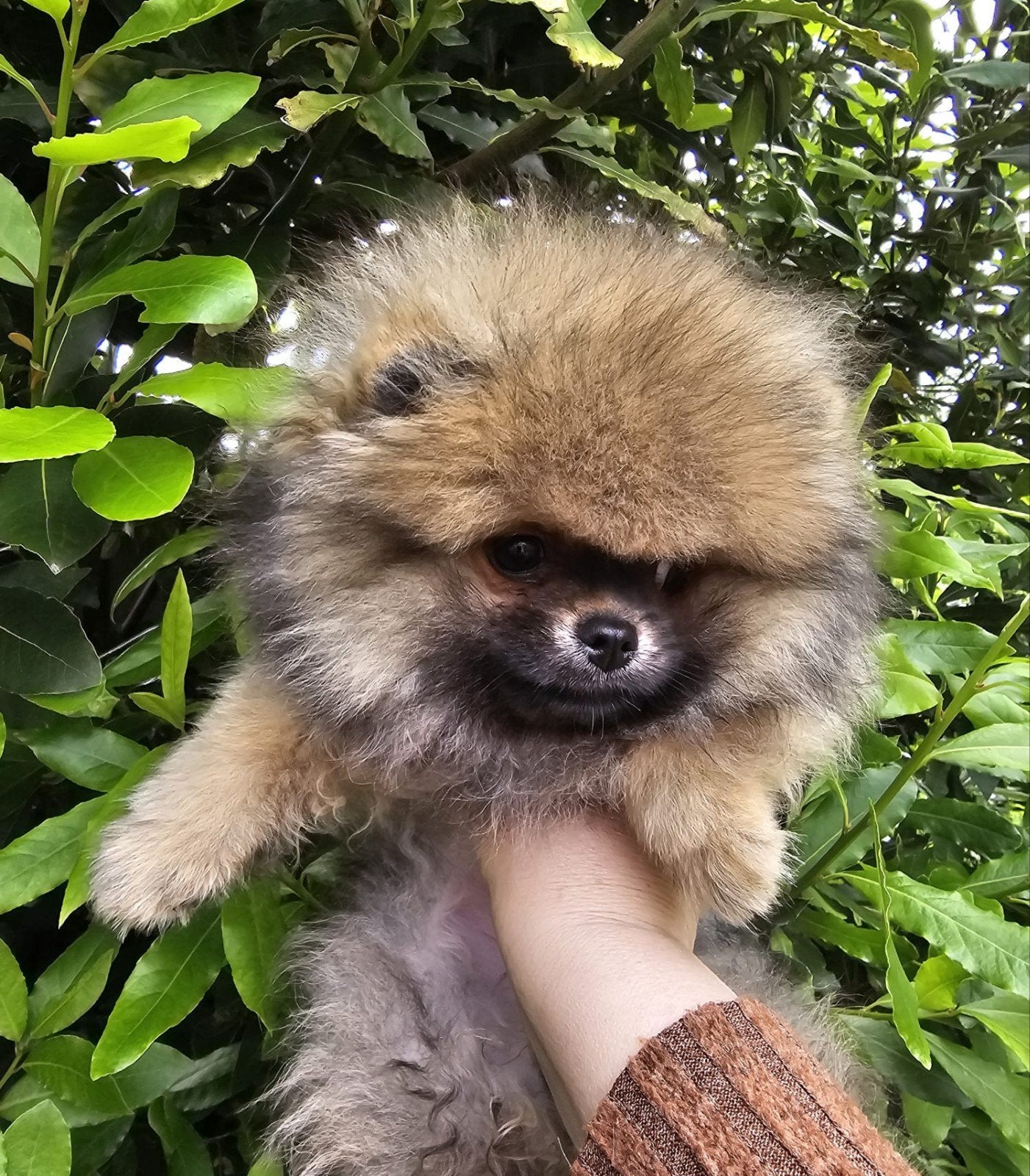 Te koop: Prachtige Pomeranian (Dwergkees) teef!, Dieren en Toebehoren, Honden | Poolhonden, Keeshonden en Oertypen, Teef, Keeshond