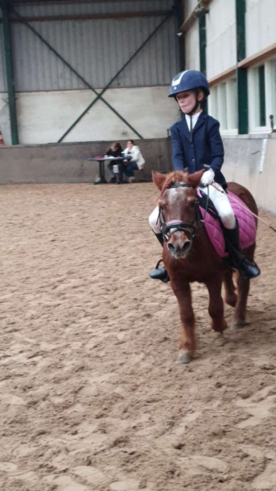 Ik zoek een verzorgpony, Ophalen of Verzenden