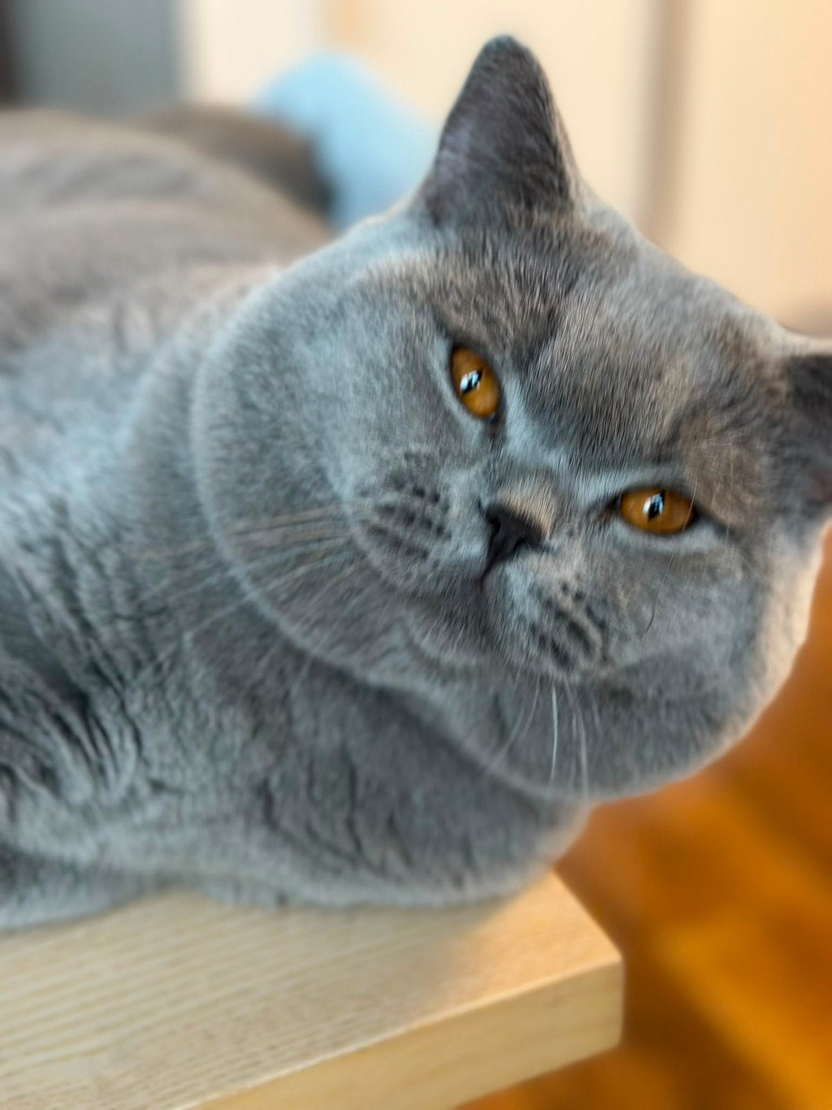 britse korthaar, Dieren en Toebehoren, Katten en Kittens | Dekkaters