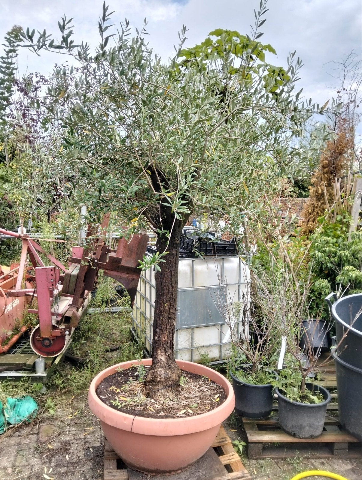Olijfboom in pot, 100 tot 250 cm, Olijfboom, Zomer, Ophalen