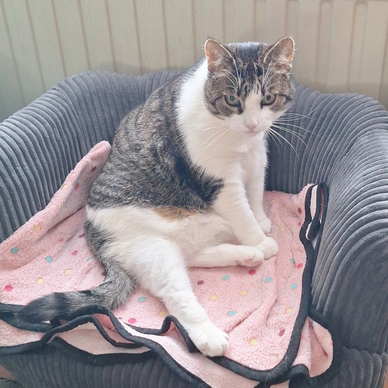 kattenmand  nieuw, Dieren en Toebehoren, Ophalen