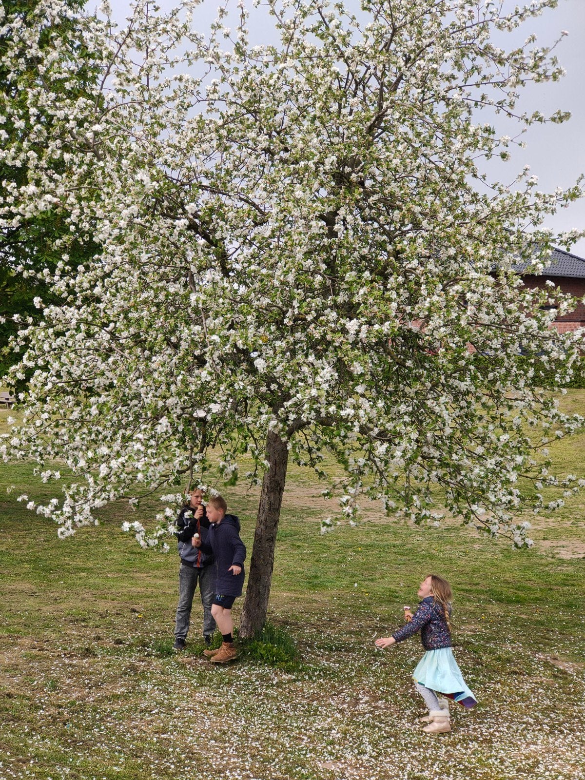 Veredeling /enten oude fruitbomen appel peer kers pruim enz, Ophalen of Verzenden