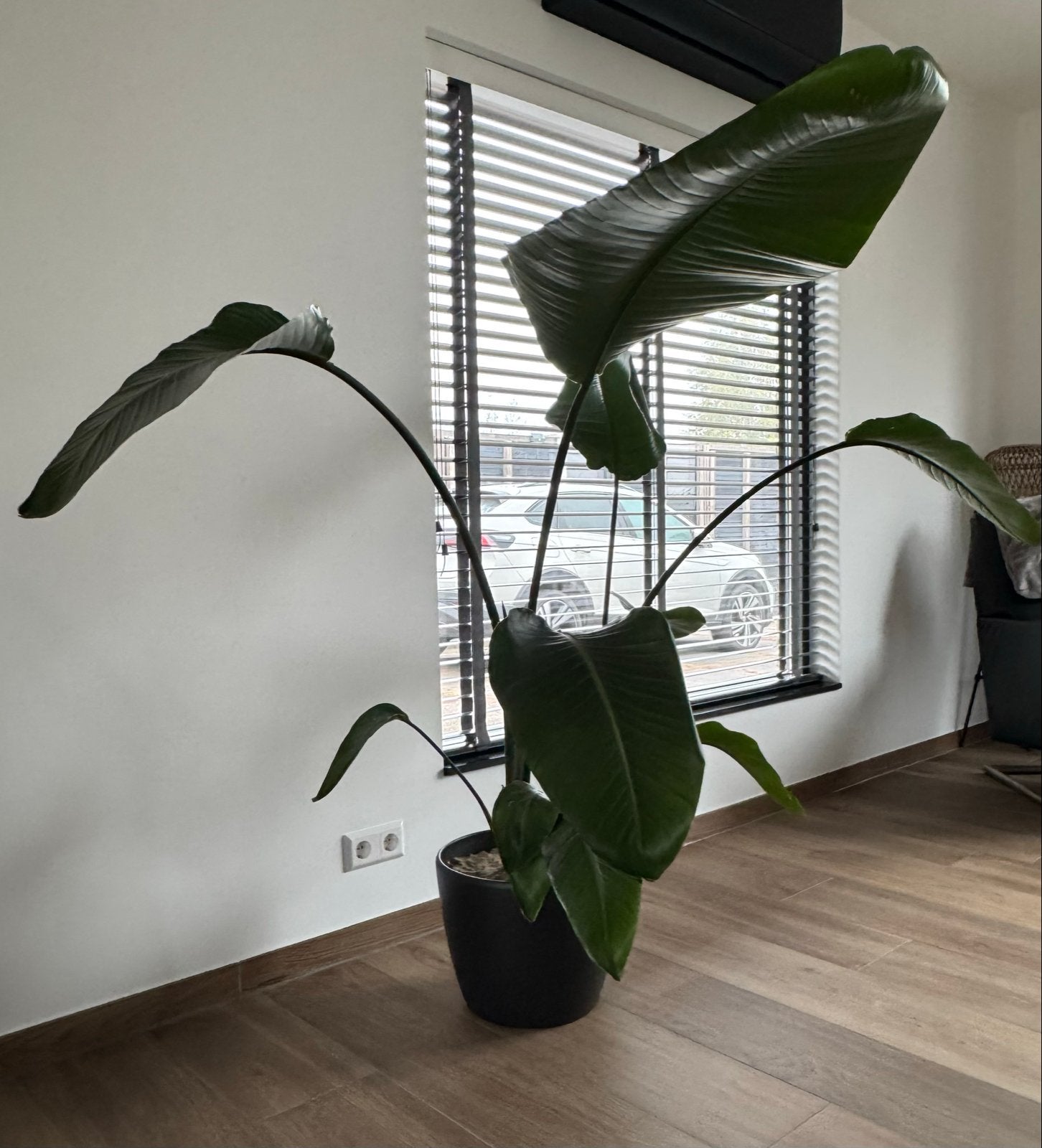 Strelitzia Nicolai - Grote Paradijsvogelplant, Ophalen, Overige soorten, Halfschaduw, In pot