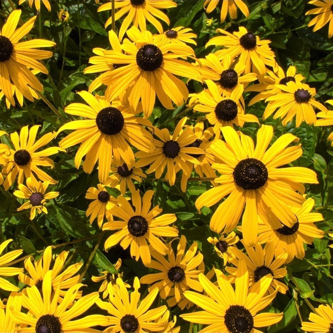 🌞🎩👒 Zonnehoedjes vaste planten, Ophalen, Gehele jaar, Volle zon
