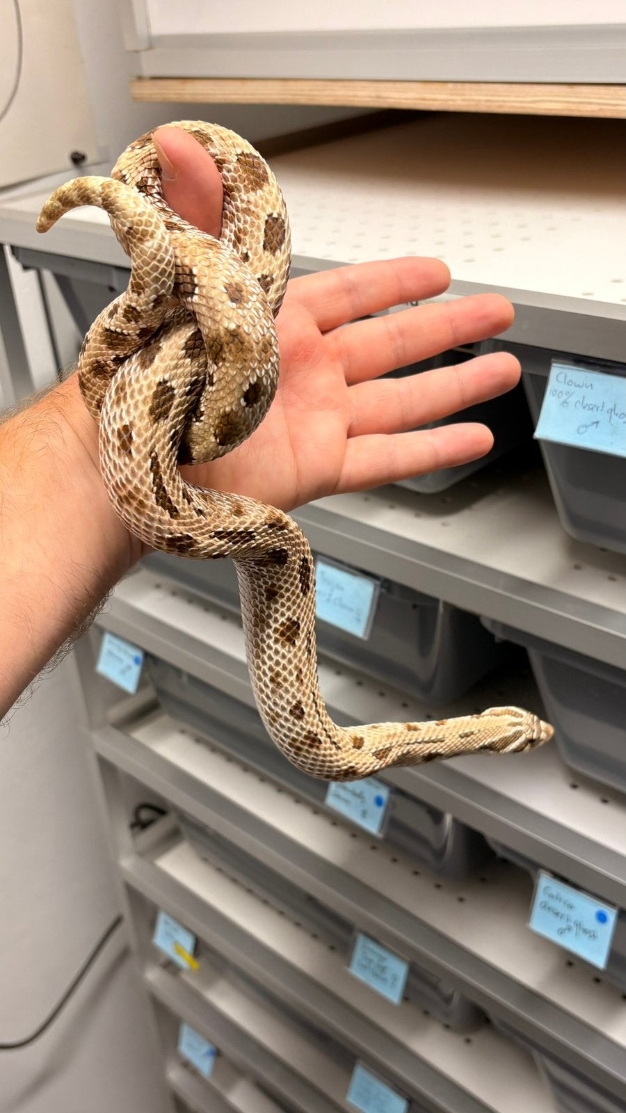 Haakneusslang Heterodon Arctic Anaconda Hognose Snake - female for sale from KAS