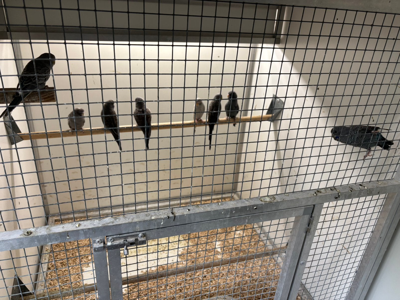 Blackface blackwing dunfallow, Meerdere dieren, Parkiet