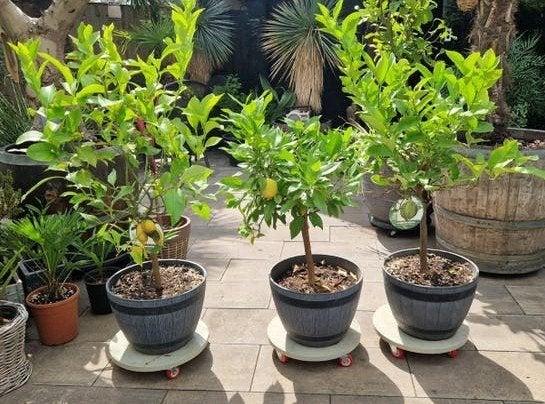 Citrusboompjes citroenplant 3 stuks  Zevenaar, Tuin en Terras, Ophalen, Volle zon, Vaste plant, Fruitplanten