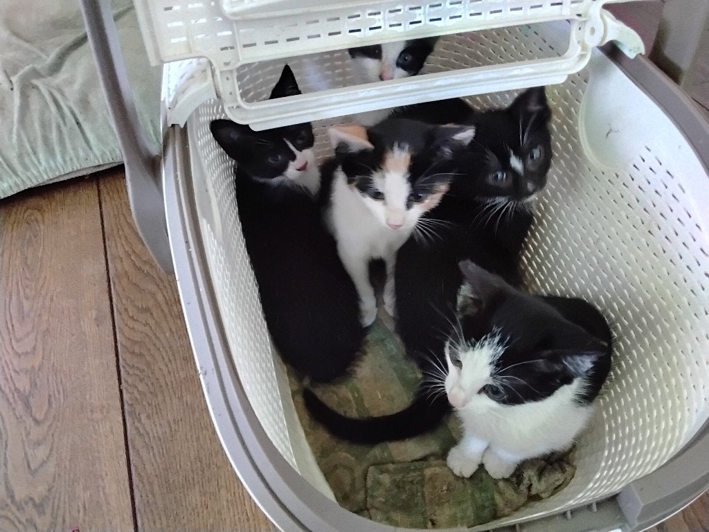 Mooie kittens, Meerdere dieren, Kortharig, 0 tot 2 jaar