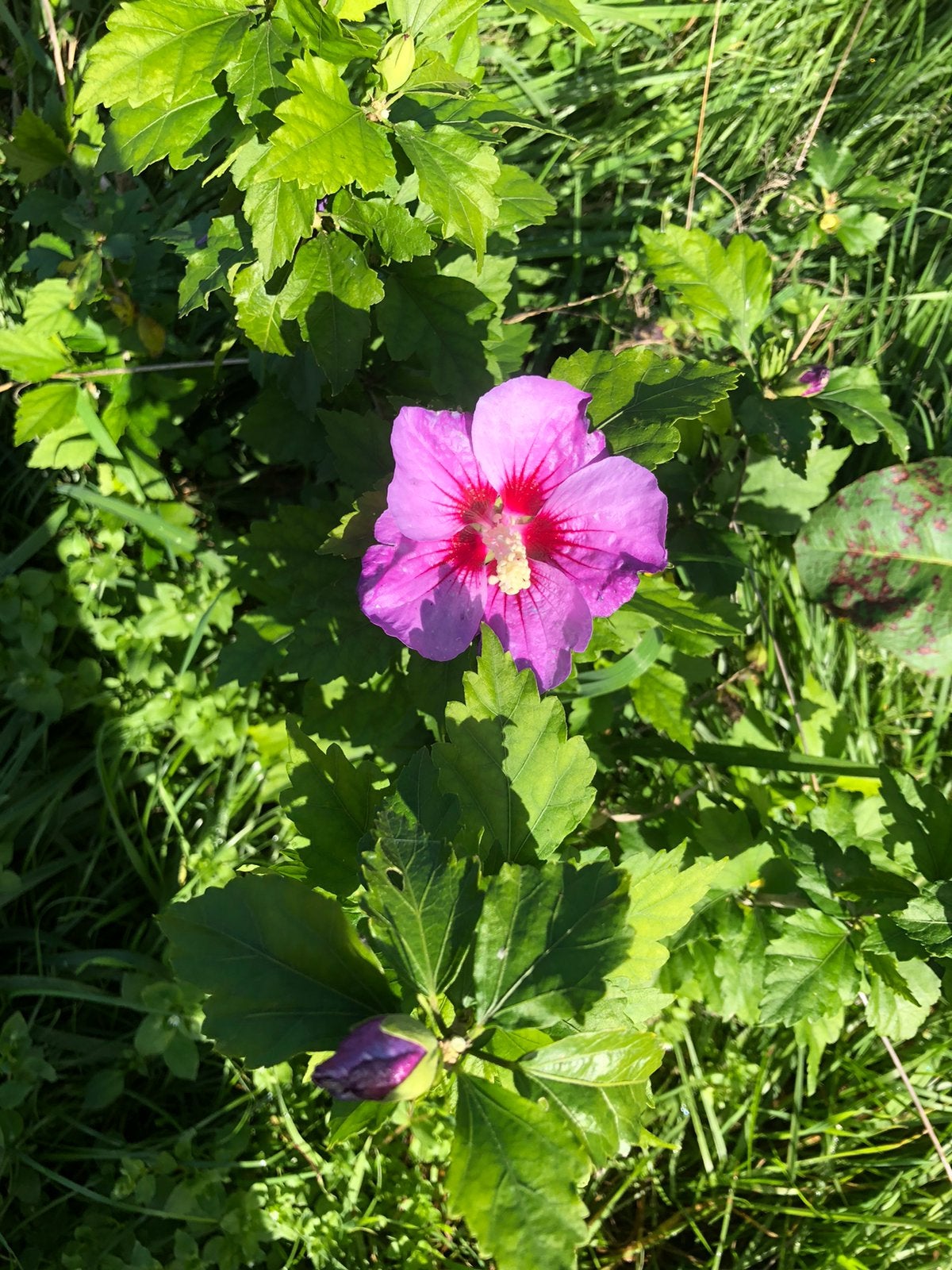 Hibiscus, Ophalen, Overige soorten, Minder dan 100 cm
