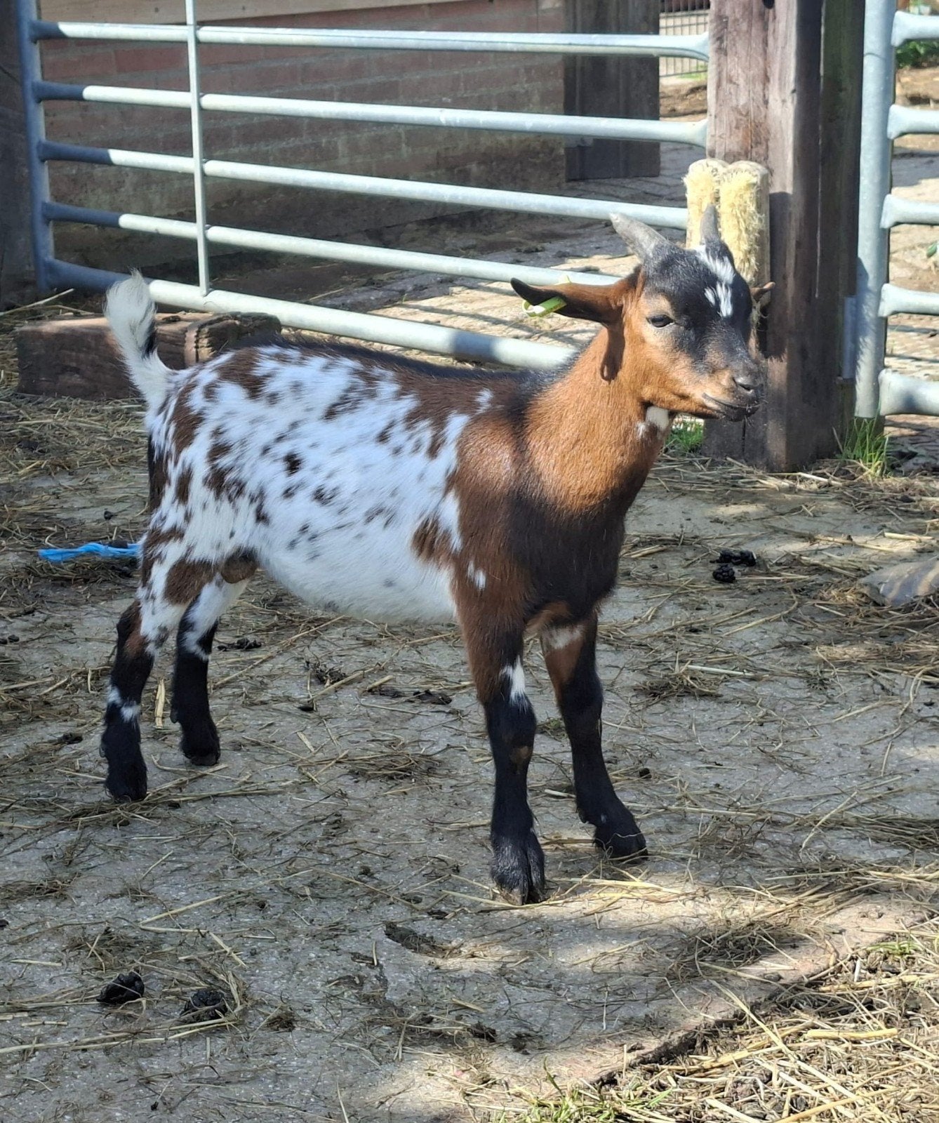 Jong bokje, Mannelijk, Geit, 0 tot 2 jaar