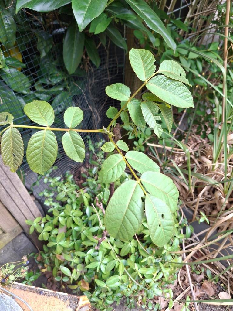 Uit de biologische moestuin: Walnotenboompje, stek, Vaste plant, Ophalen of Verzenden, Bloeit niet, Halfschaduw