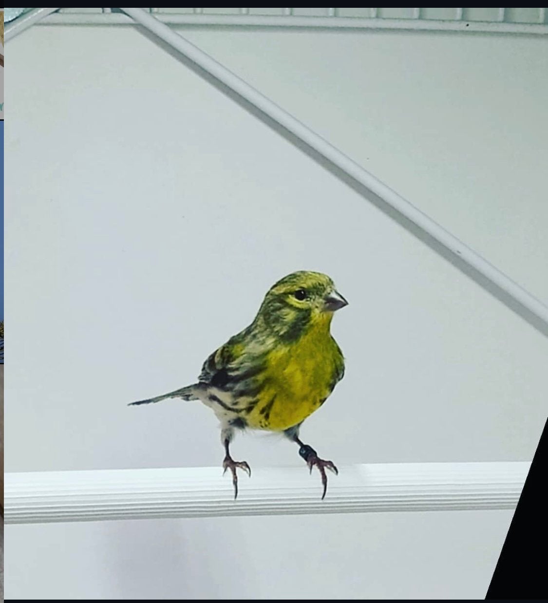 Gezocht Europese kanaries, Meerdere dieren, Wildzangvogel, Geringd