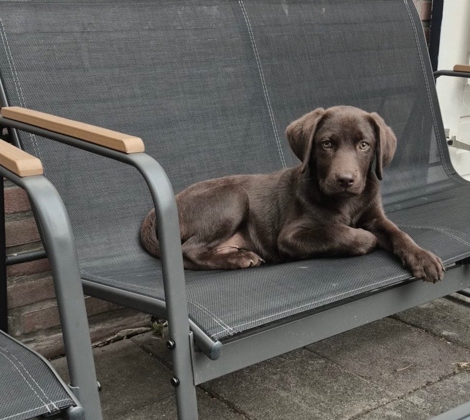 Prachtige Choco Lab, Dieren en Toebehoren, Honden | Retrievers, Spaniëls en Waterhonden, Reu, 8 tot 15 weken, Labrador retriever