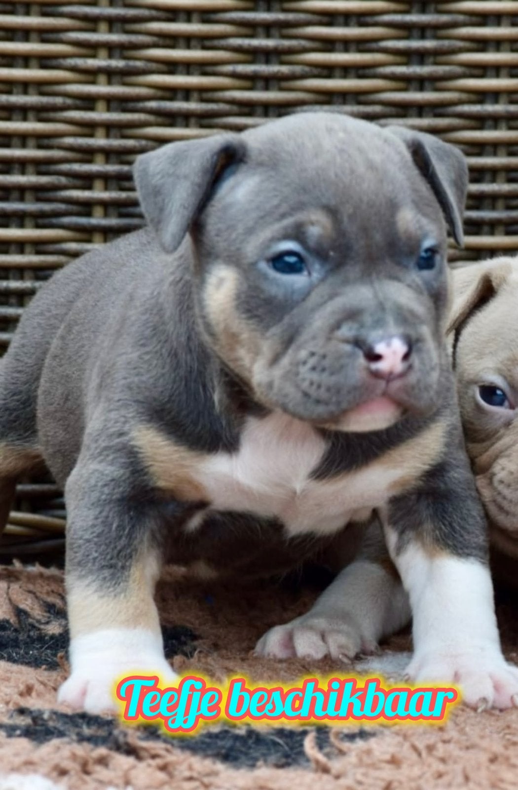 ❤️American bully pups puppys tricolor, top stamboom lijnen, Dieren en Toebehoren, Overige rassen, 8 tot 15 weken, Meerdere, Meerdere dieren