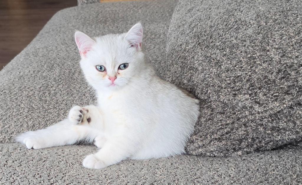Stamboom kitten.  Brits korthaar., Kater, Met stamboom, 0 tot 2 jaar
