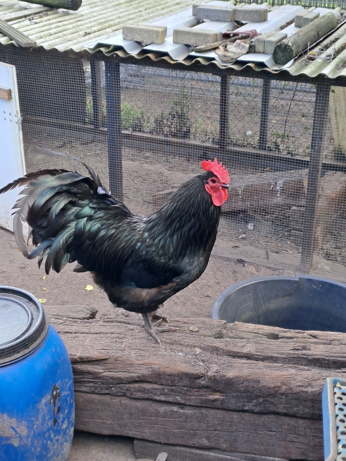 australorp hennen zwart en blauw groot, Dieren en Toebehoren, Vrouwelijk, Kip
