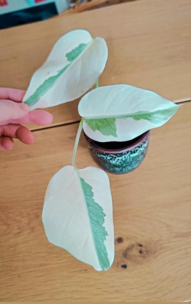Monstera variegata, Huis en Inrichting, Kamerplanten, Ophalen, Halfschaduw, Minder dan 100 cm