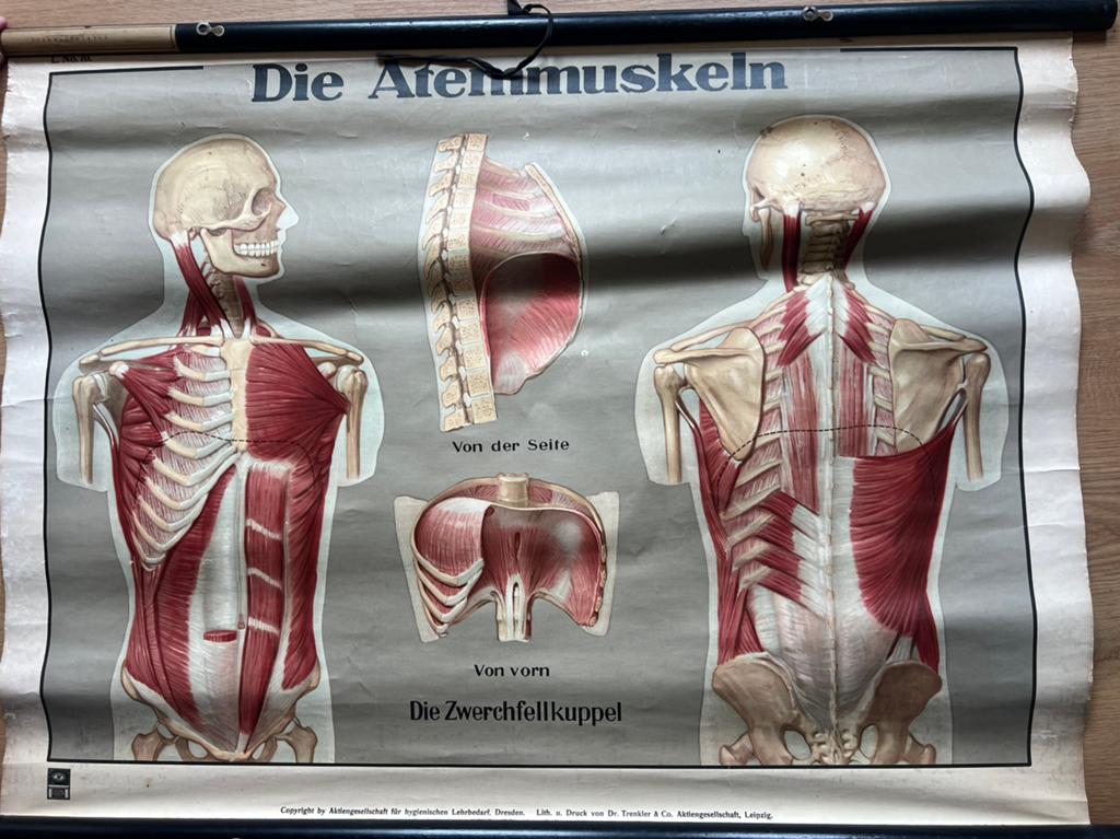 Atemmuskeln schoolplaat, Antiek en Kunst, Ophalen, Natuur en Biologie