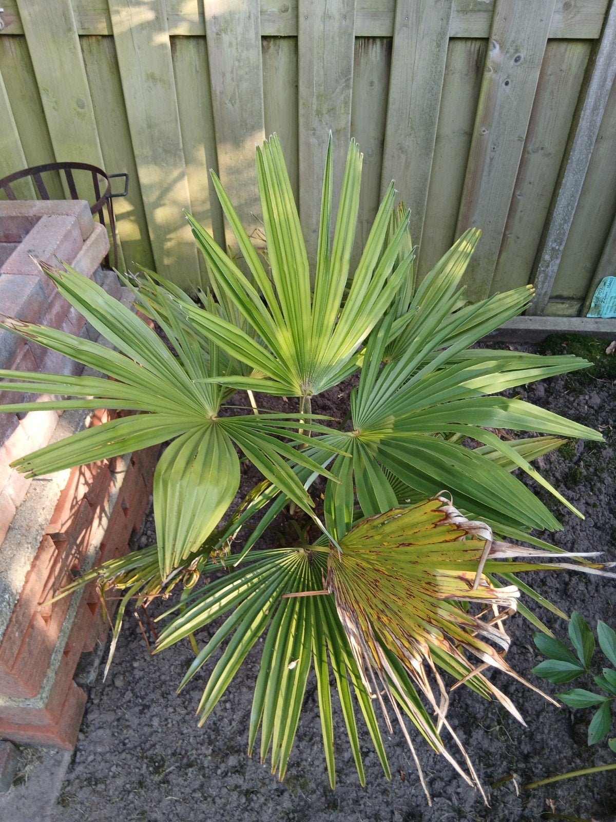 Te koop: Chinese waaierpalm (Trachycarpus fortunei, Tuin en Terras, Planten | Tuinplanten, Ophalen, Overige soorten