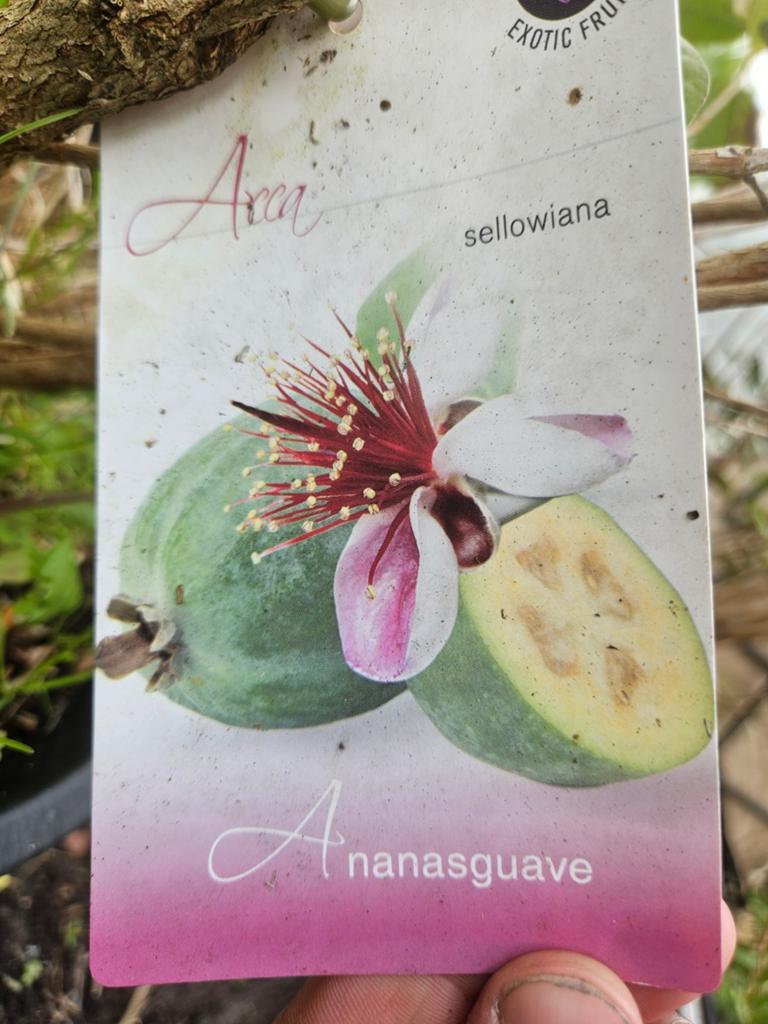Faijoa / ananasguave 3 x, Ophalen, Overige soorten, Volle zon