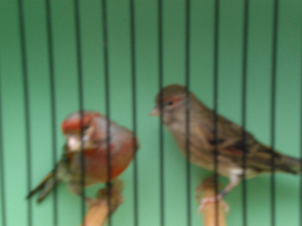 mozaiekkanarie,s, Dieren en Toebehoren, Vogels | Kanaries, Meerdere dieren, Kleurkanarie