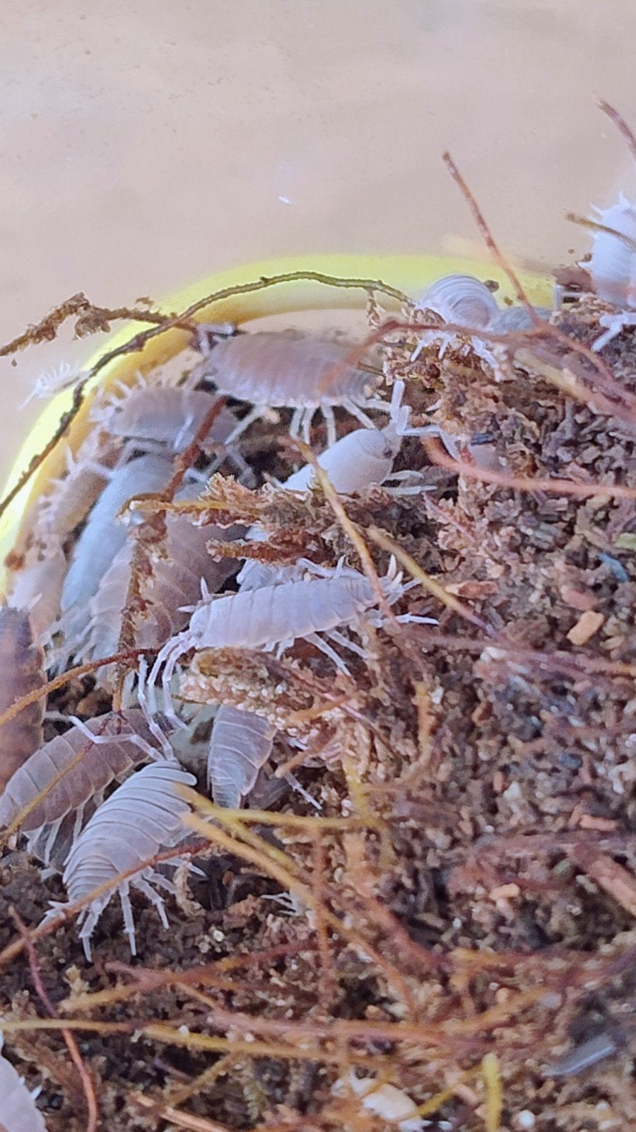 Isopods, Dieren en Toebehoren, Overige soorten